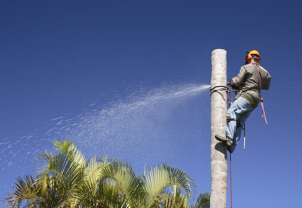 Pest Control for Lawns in Tonopah, NV