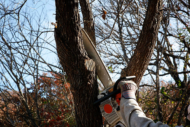 Reliable Tonopah, NV Tree Removal Services Solutions